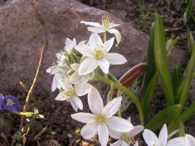 Breitblättriger Milchstern